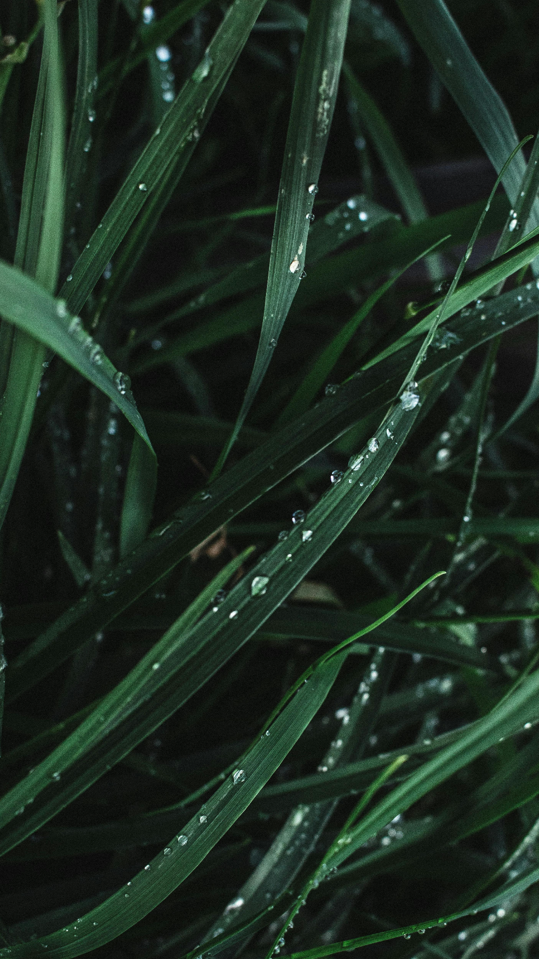 Plantas de pôster criativo de papel de parede