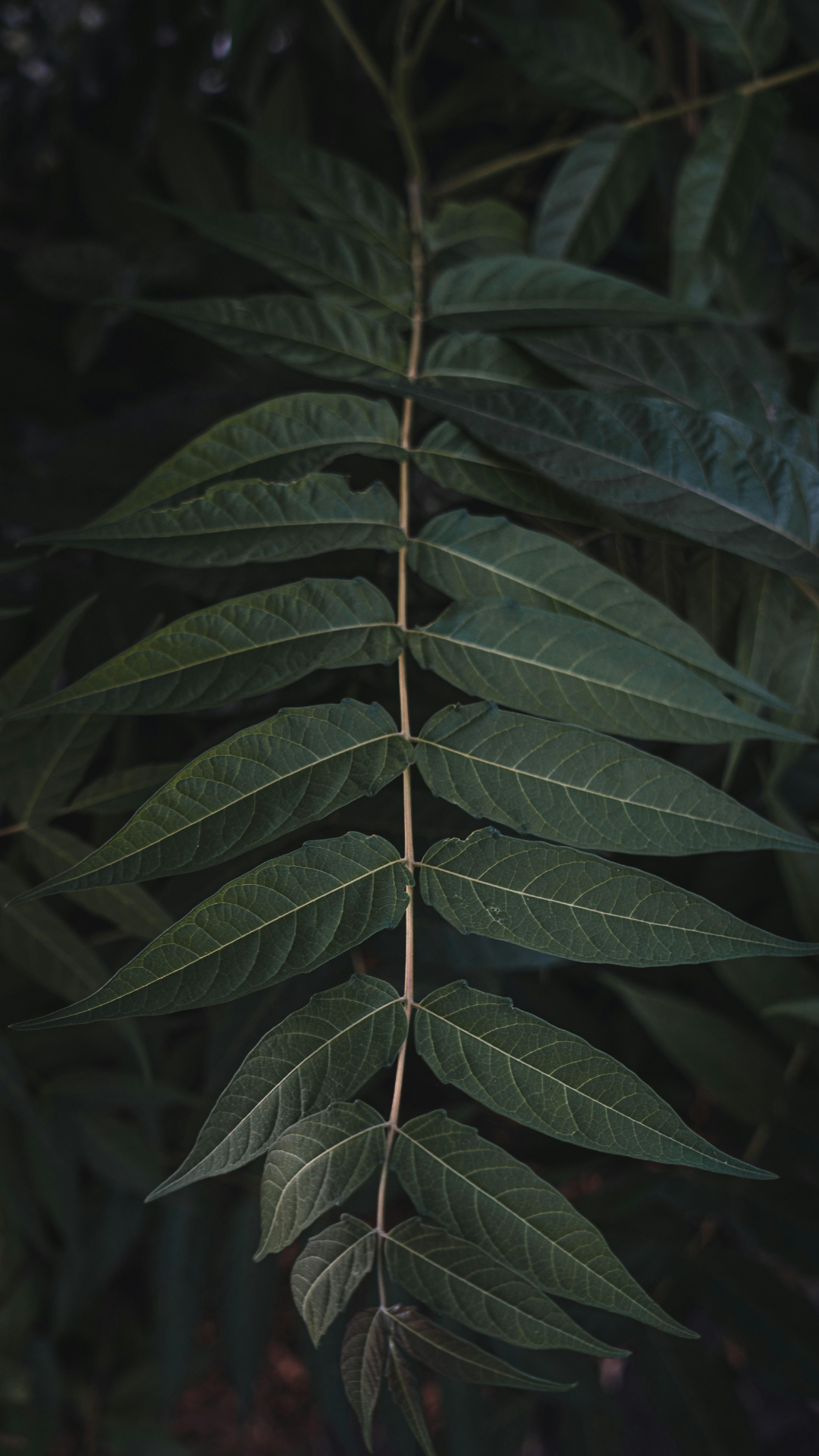 Wallpaper Poster Kreatif Daun Hijau Tua Alam