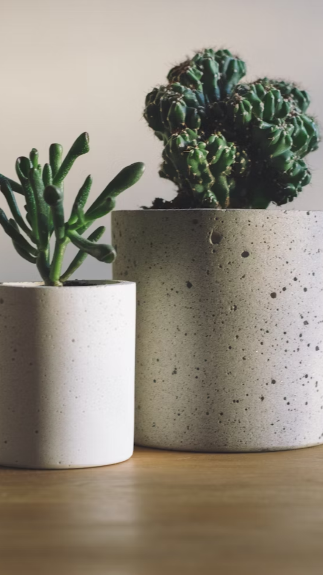 배경화면 크리에이티브 포스터 식물