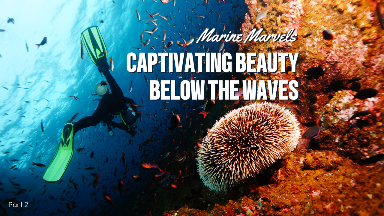 Miniatura do Youtube - Vlog Viagem Maravilhas Marinhas Beleza Cativante Abaixo das Ondas