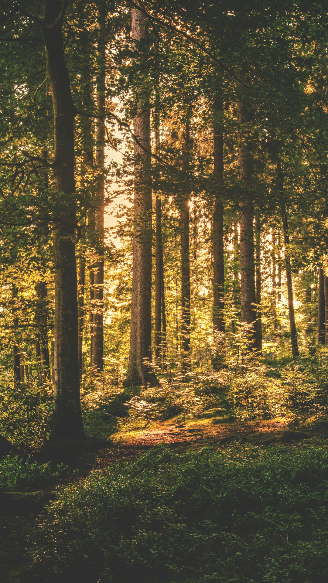 Wallpaper creative poster trees