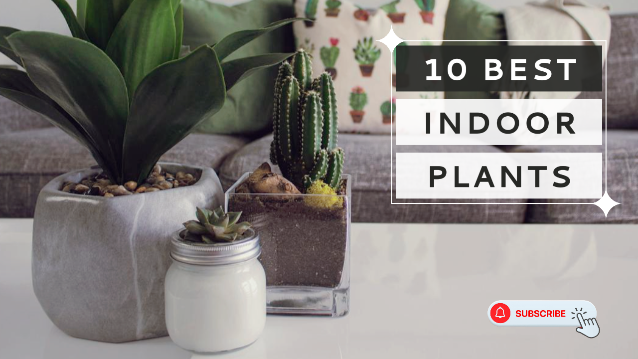 Youtube Thumbnail Vlog - Beste Zimmerpflanzen