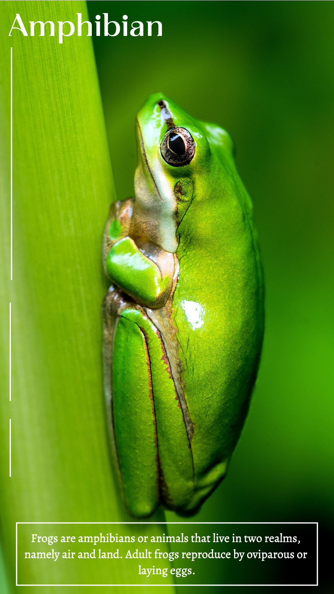 Animaux et nature autour des humains