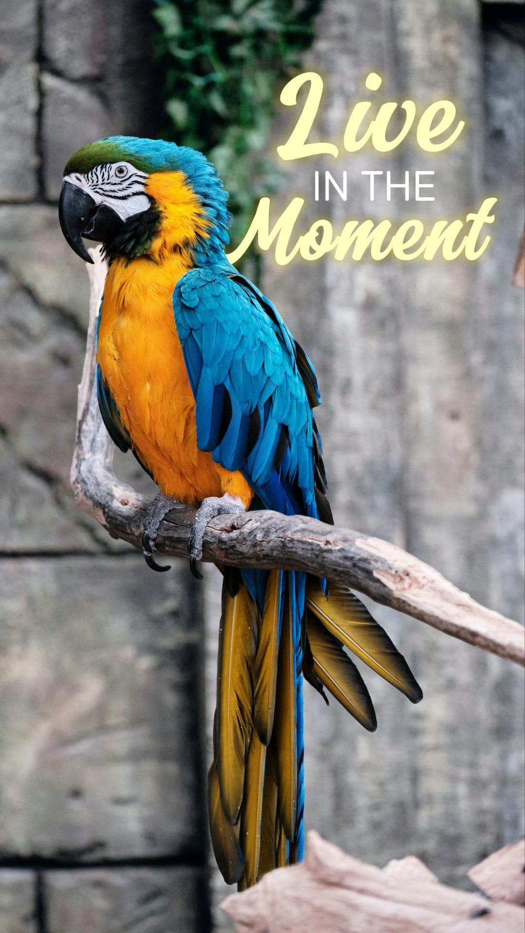 Wallpaper creative poster nature