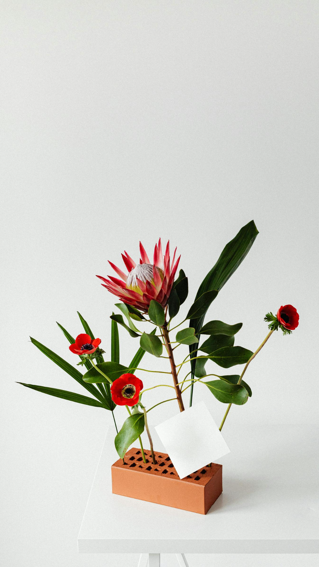 Fondo de pantalla cartel creativo plantas flores