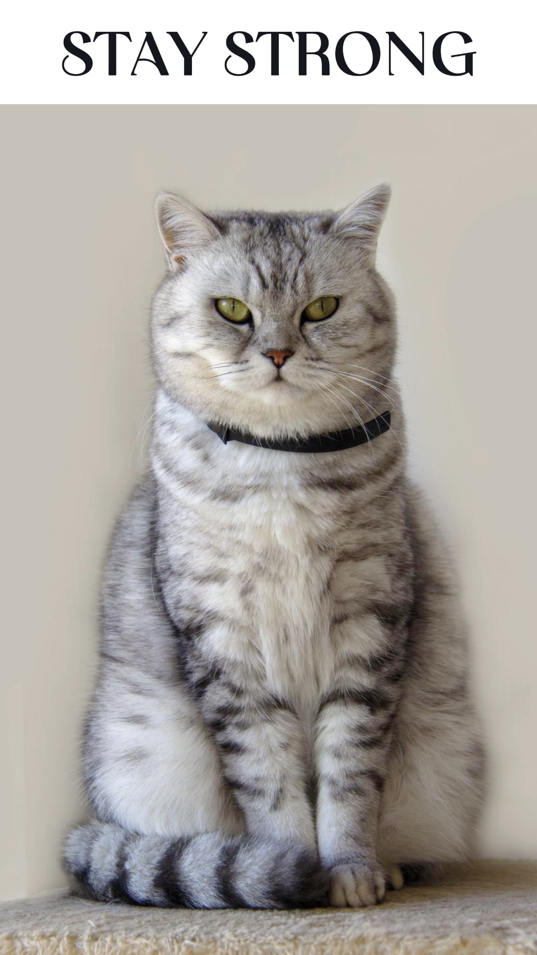 Wallpaper kreatif poster kucing tetap kuat