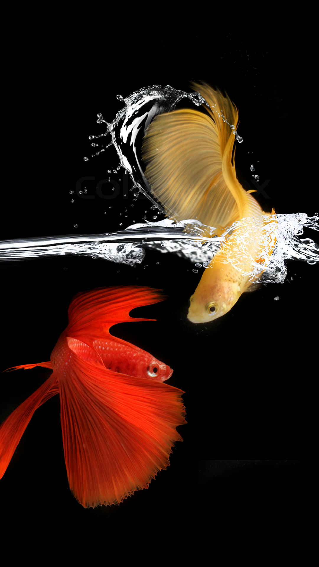 배경화면 크리에이티브 포스터 물고기 레드 옐로우