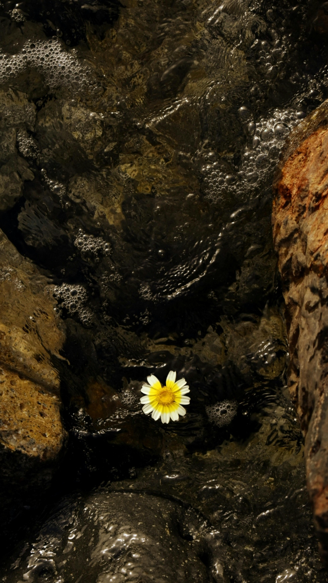 Wallpaper creative poster clover flower