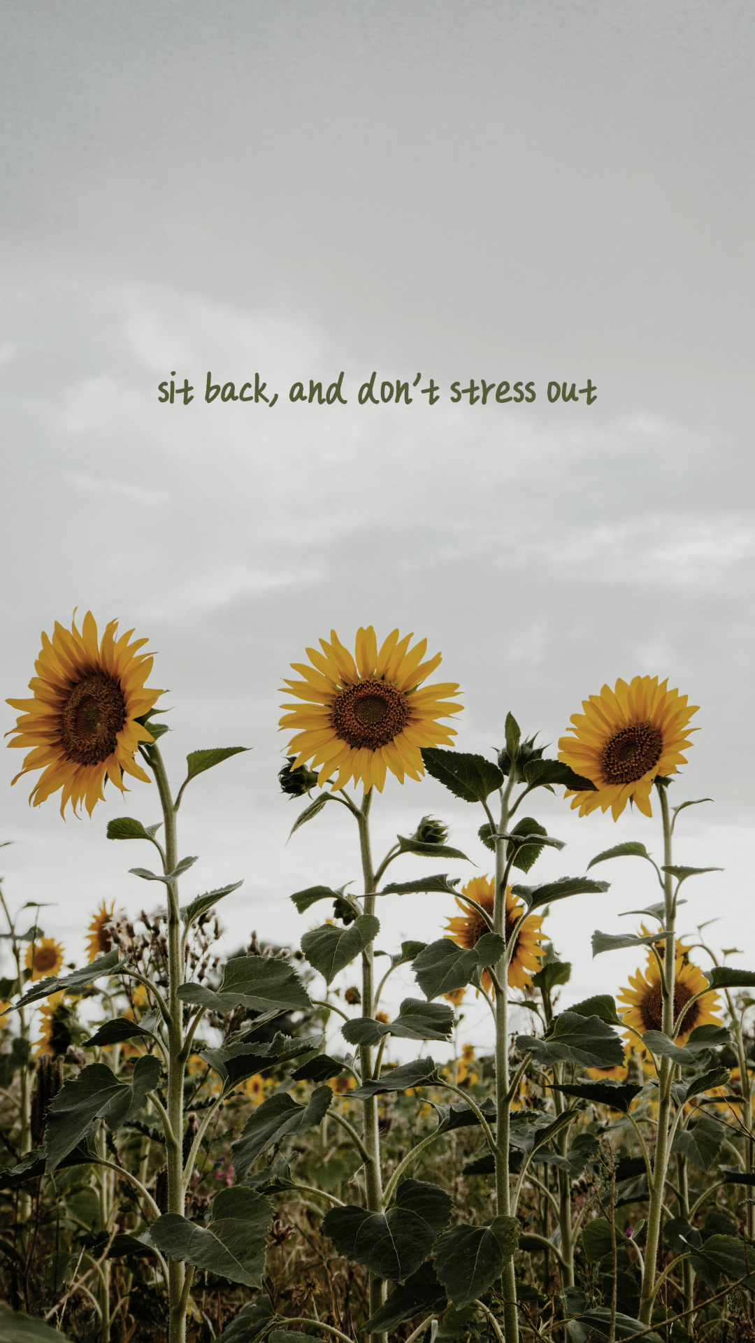 Papier peint Affiche créative Tournesol Asseyez-vous et ne stressez pas