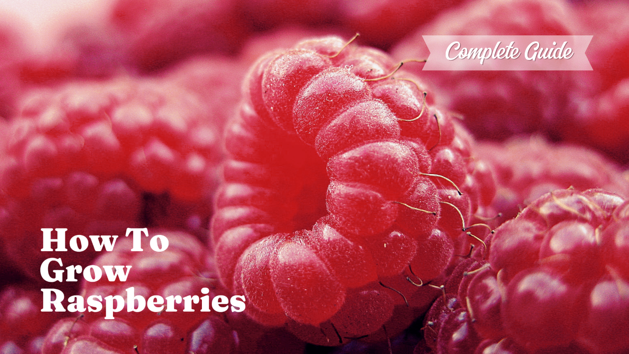 Youtube Thumbnail Lernen - Wie man Himbeeren anbaut