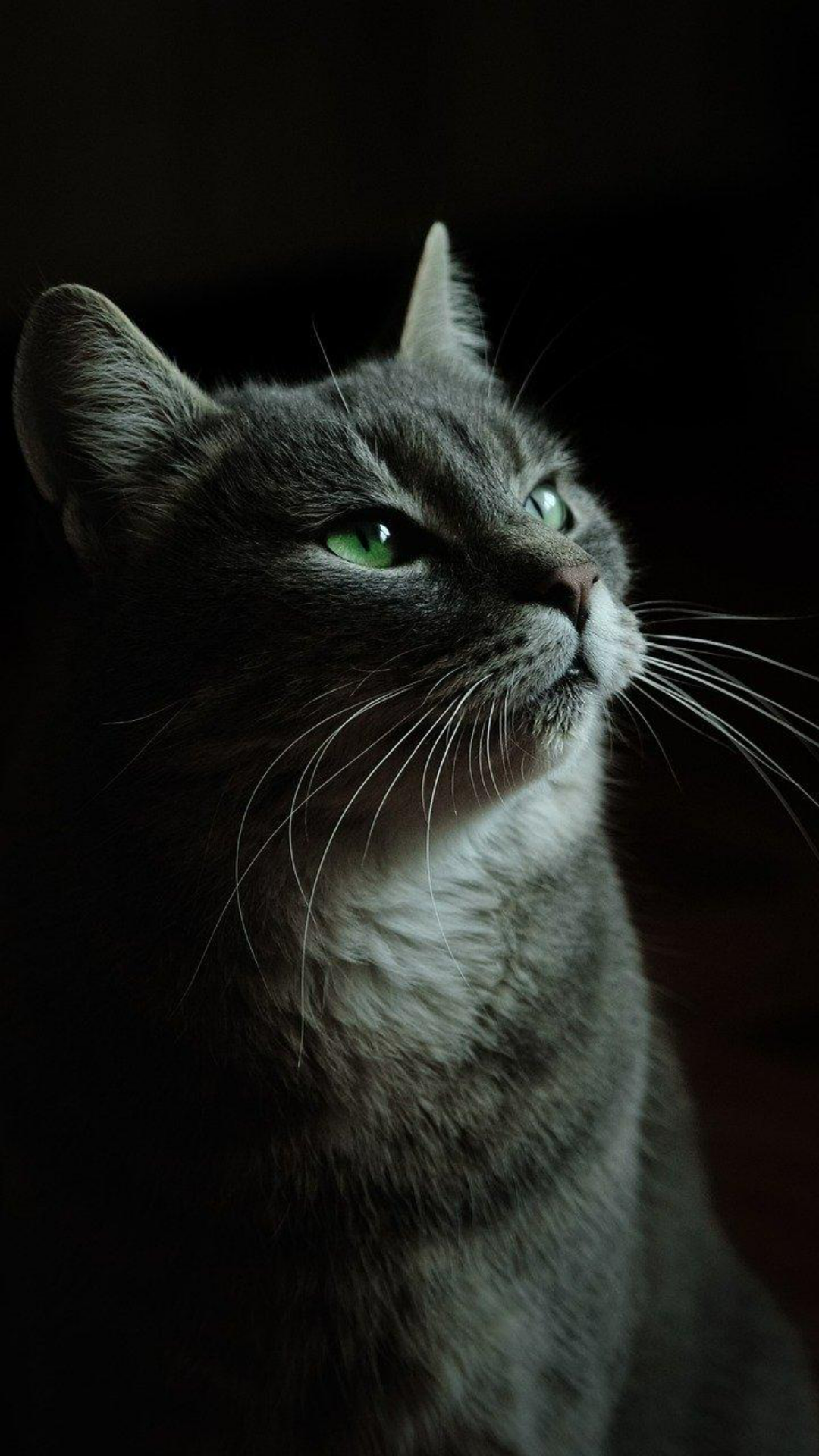 Papel de parede criativo cartaz gato bonito