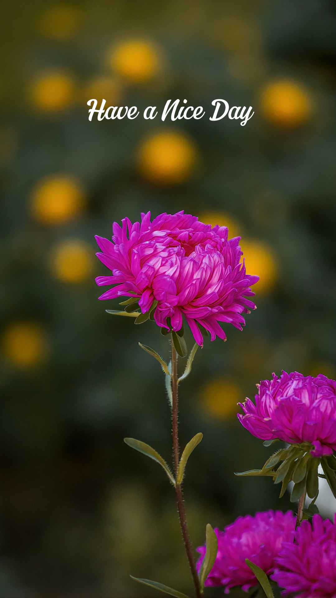 Wallpaper creative poster flower pink