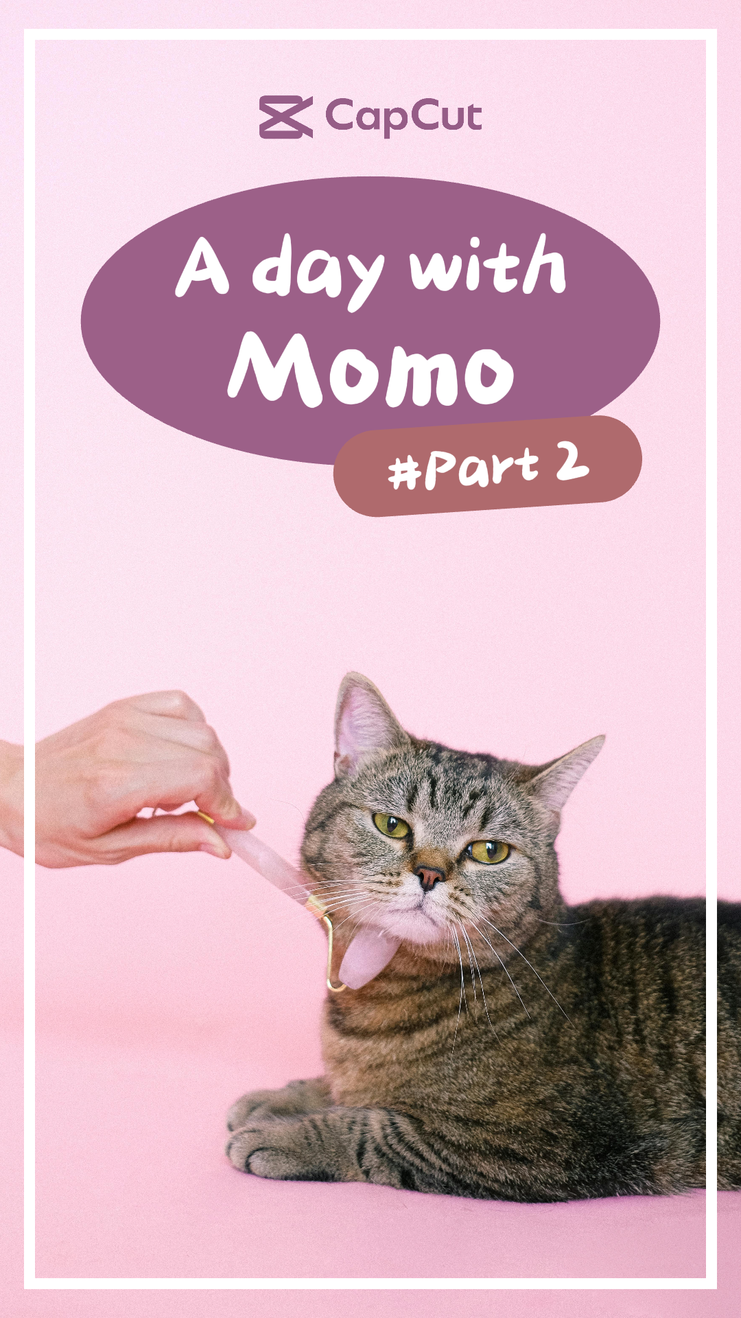 Hewan peliharaan thumbnail Tiktok sehari dengan kucing