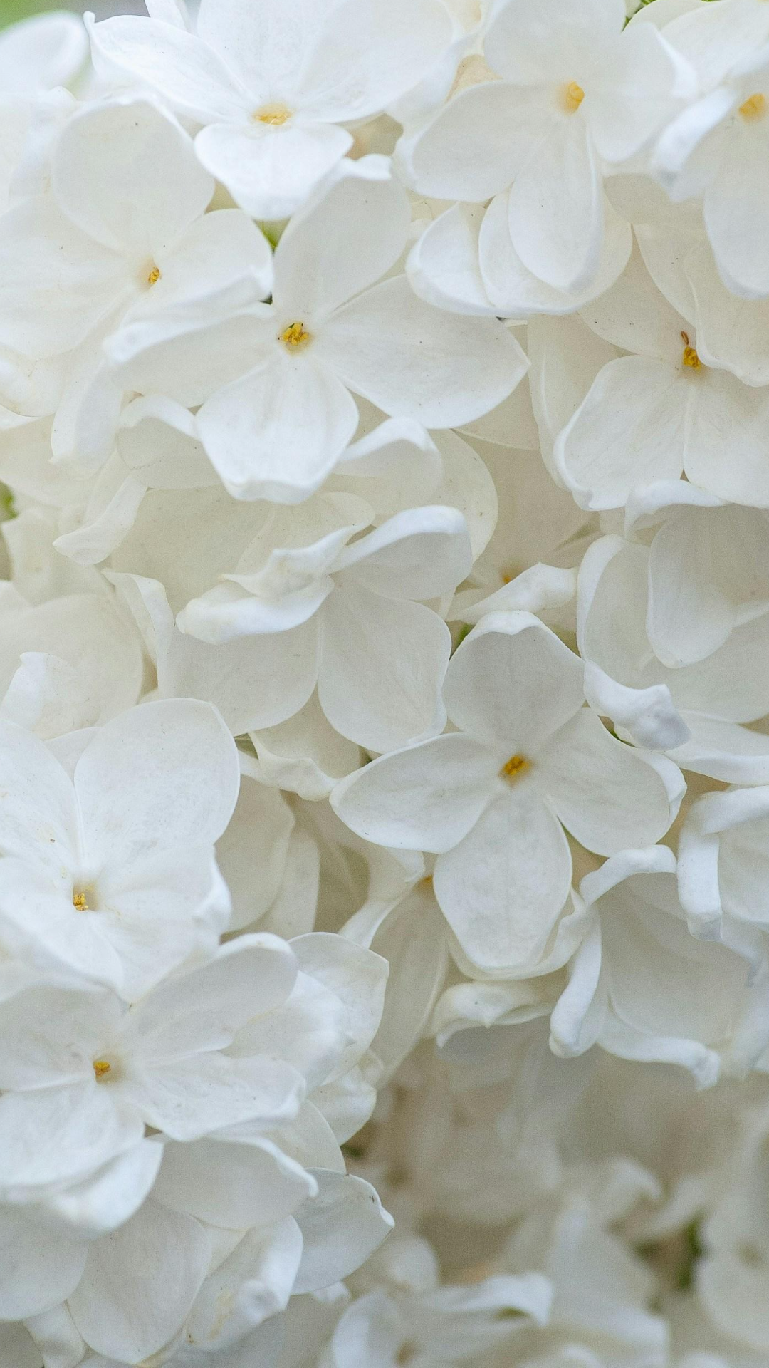 Wallpaper creative poster flower white