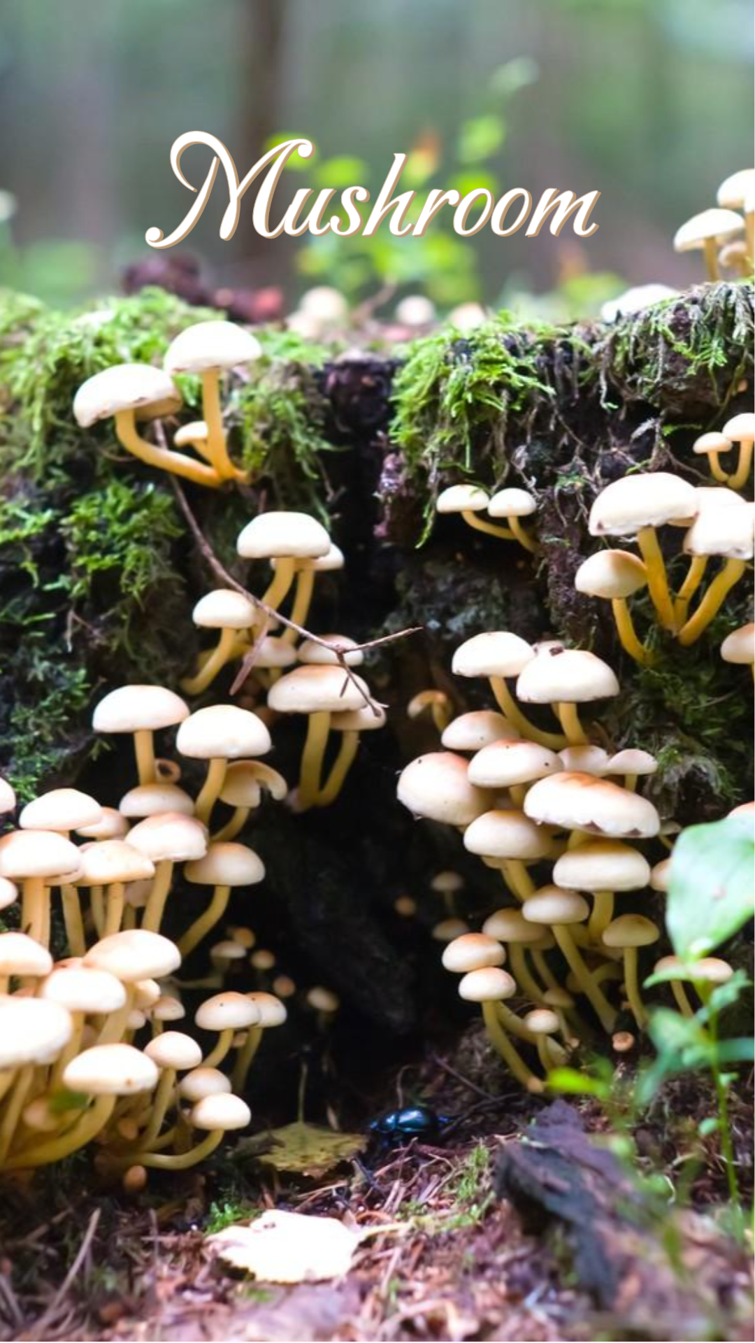 일반 배경화면 크리에이티브 포스터 인스타그램 스토리 버섯 정글