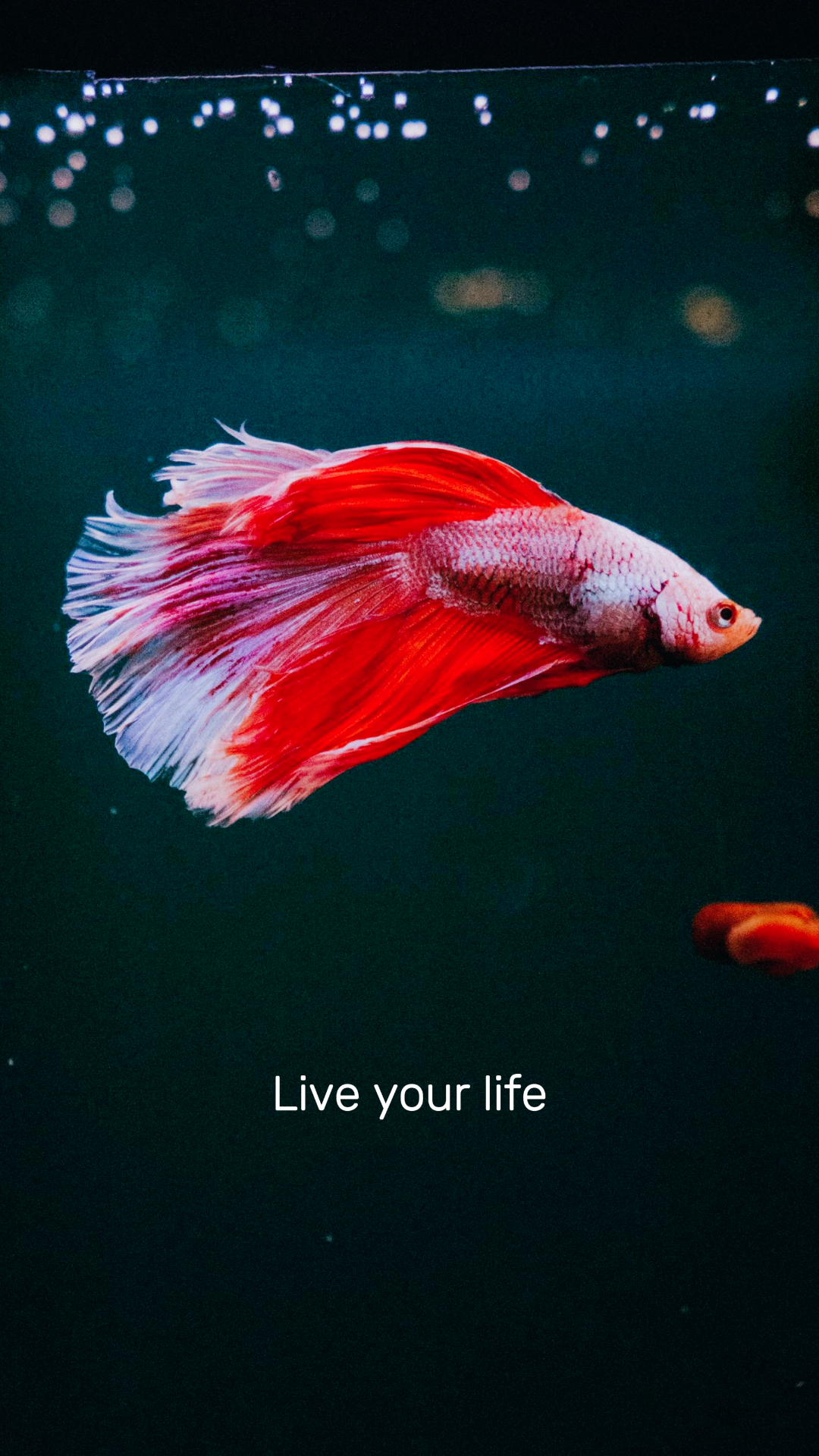 Wallpaper creative poster nature