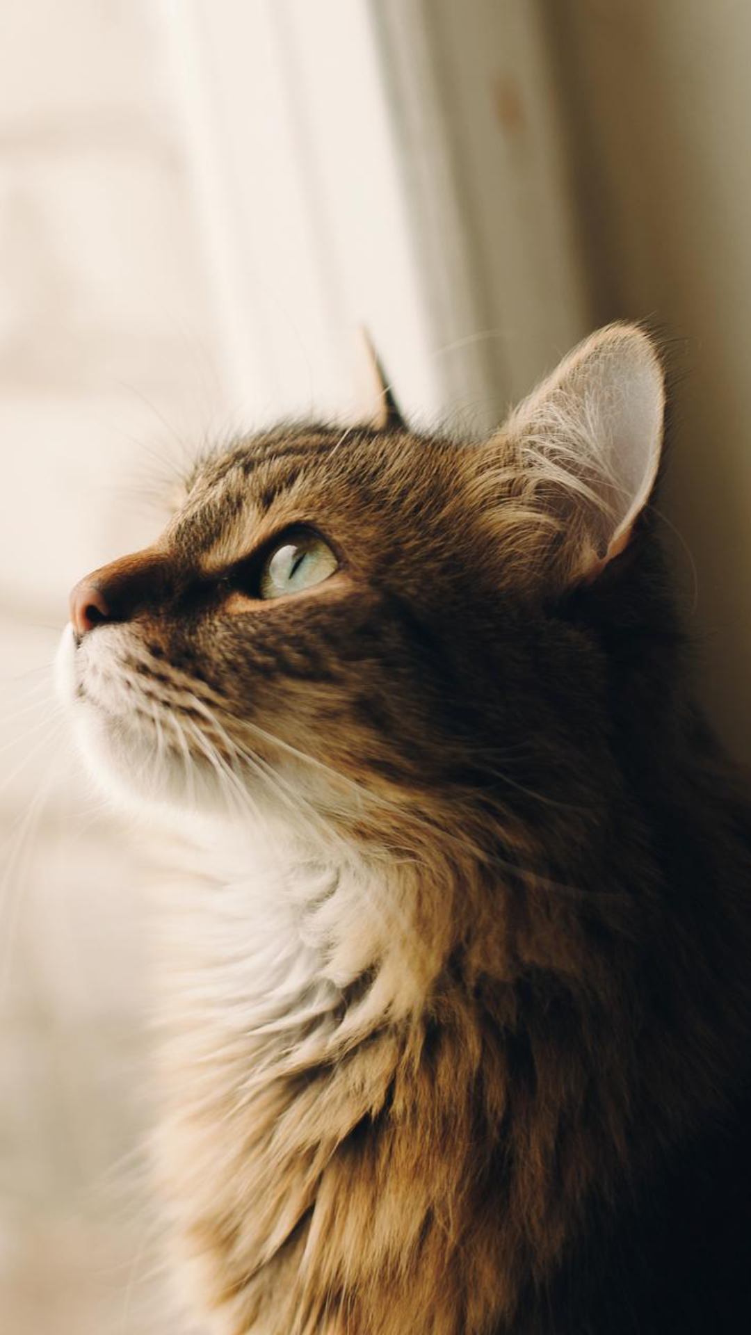 Fondo de pantalla Cartel creativo Gato