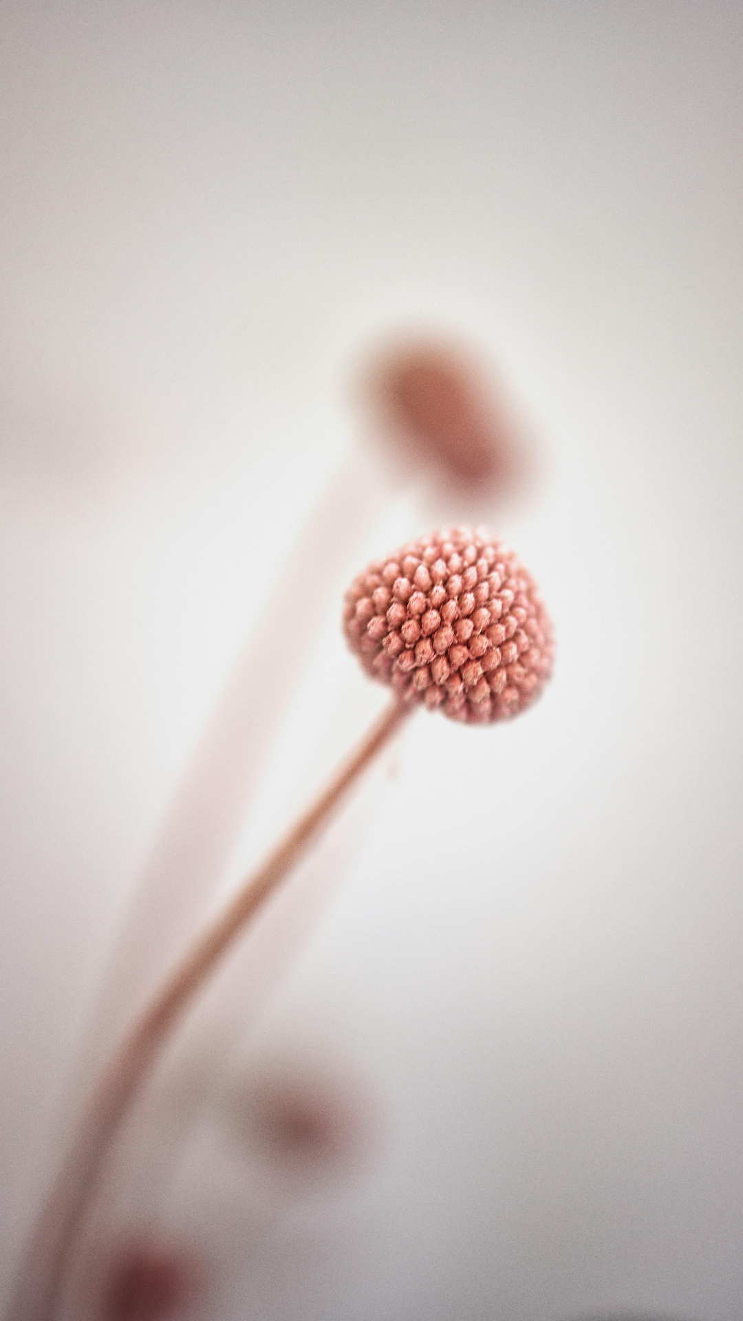 Tapete Kreatives Poster Blume