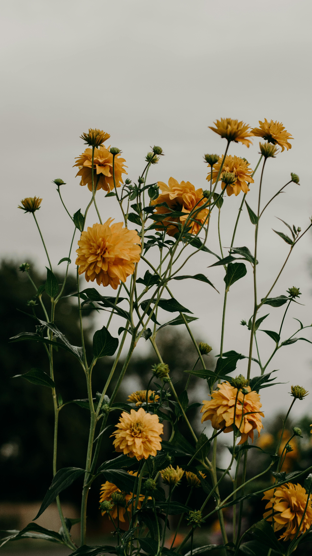 Wallpaper creative poster plants