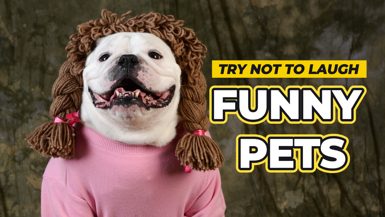 Youtube Thumbnail - Hiburan - Lucu