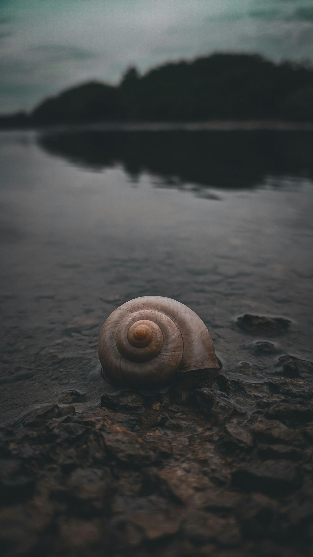 Wallpaper Creative Poster Snail in the Lake