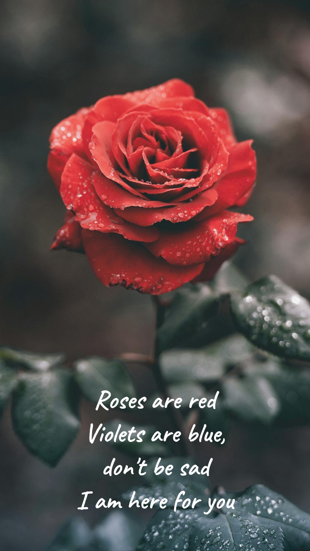 Wallpaper creative poster flower red rose
