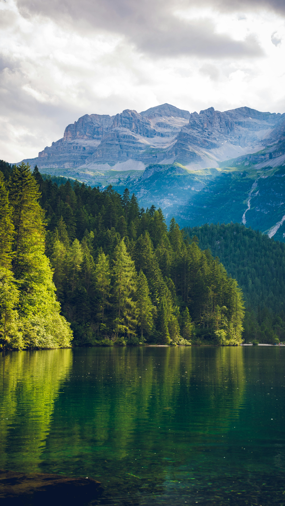 Wallpaper creative poster trees