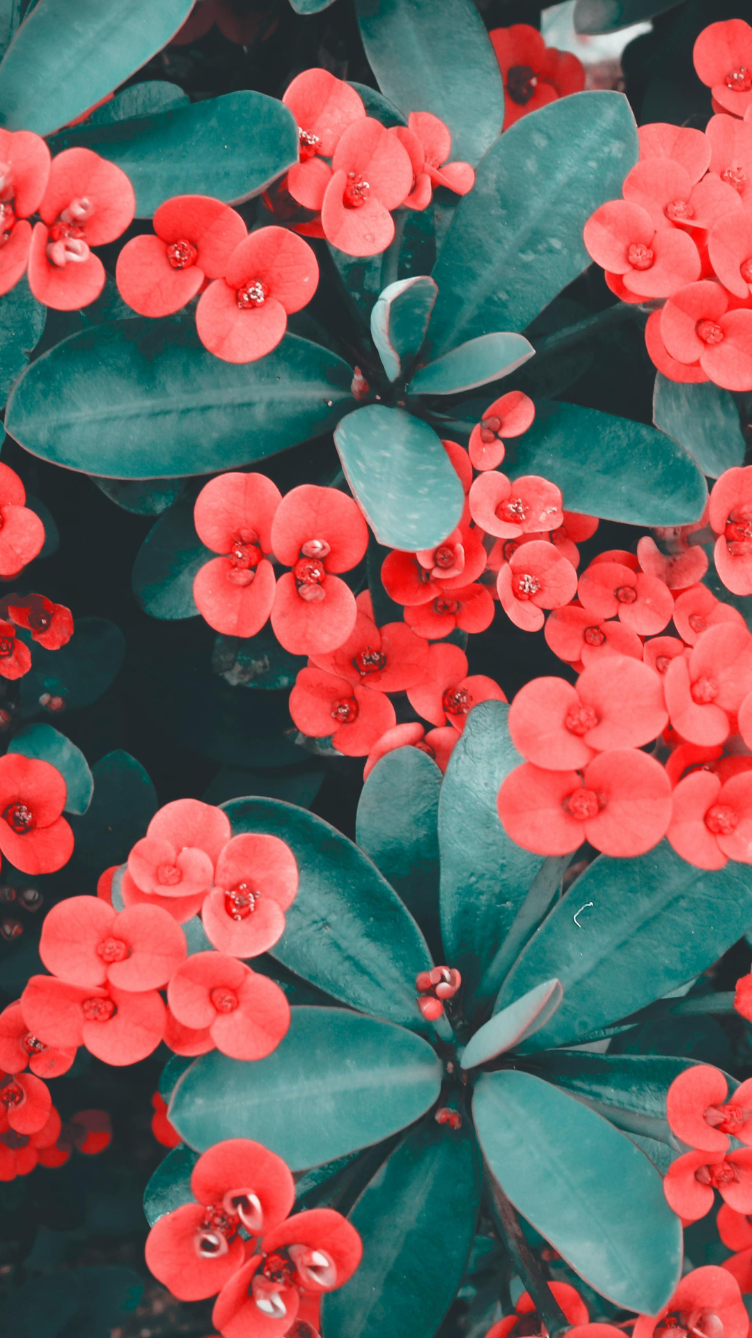 Wallpaper creative poster plants