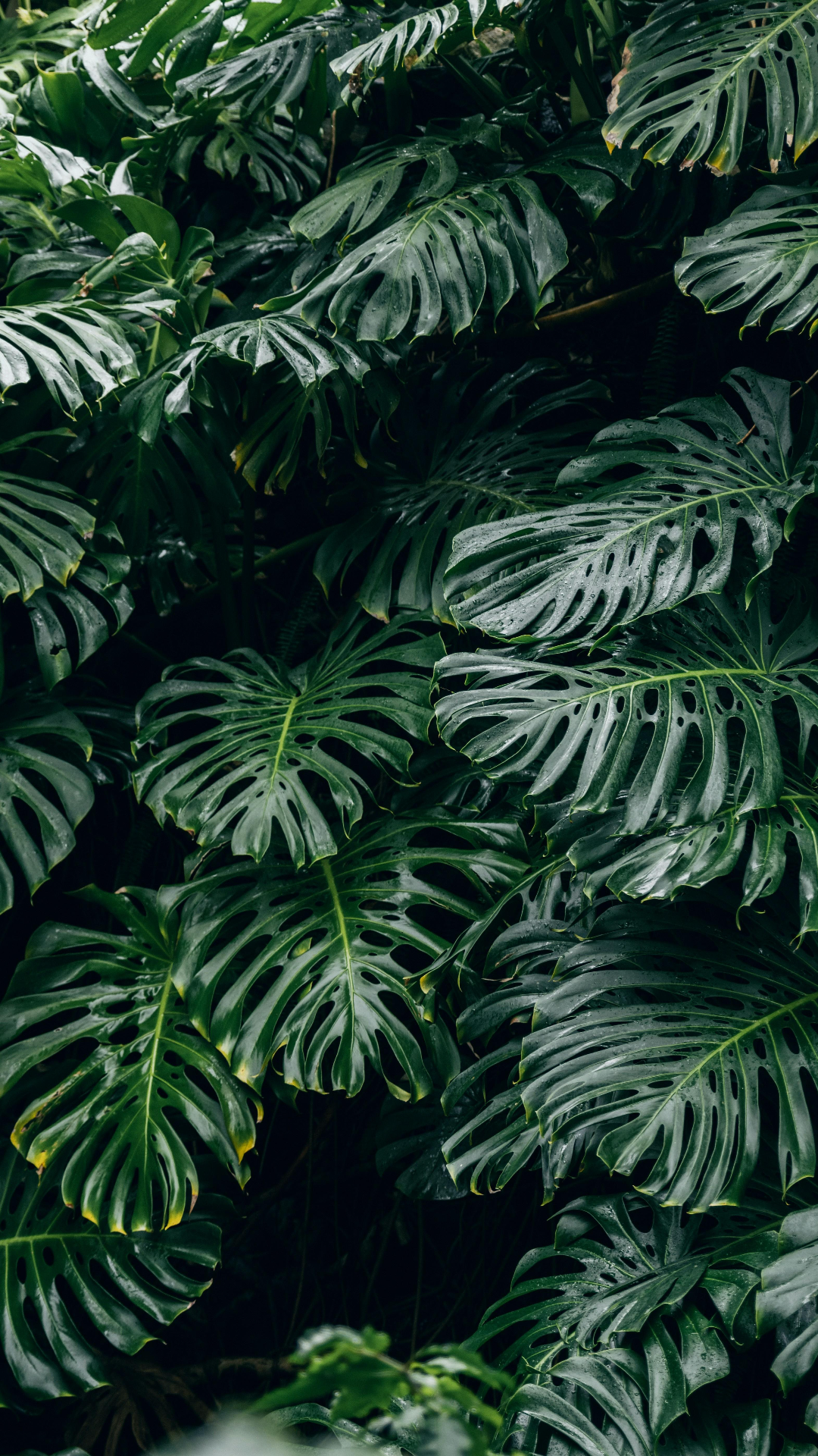 Fondo de pantalla Cartel creativo Planta