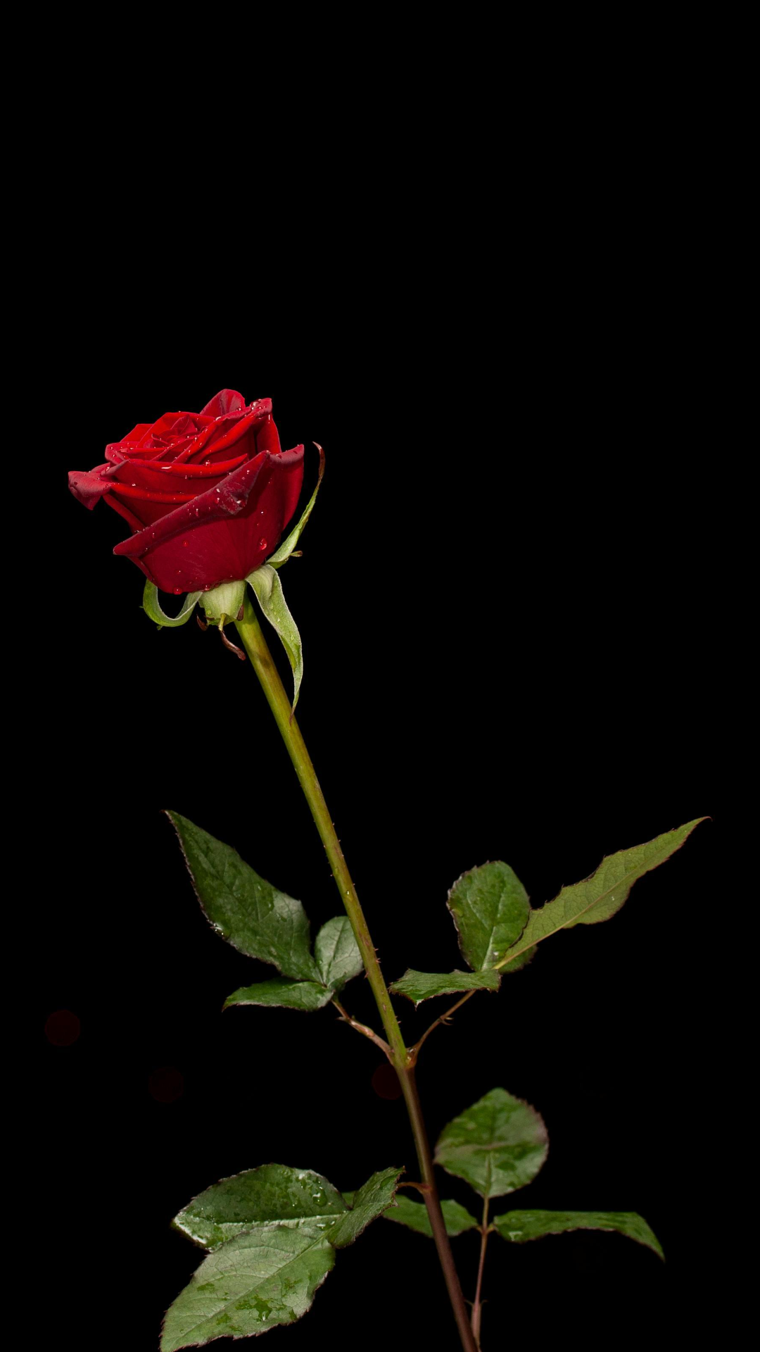 Wallpaper creative poster rose flower