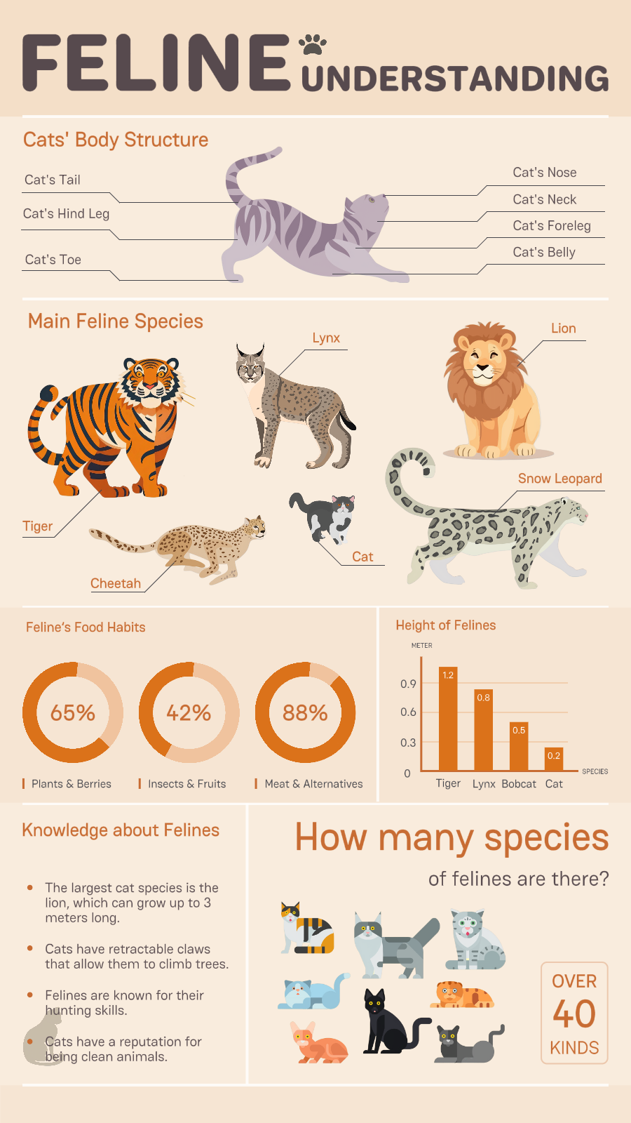 Educação gato felino exibição bonito (cc web)