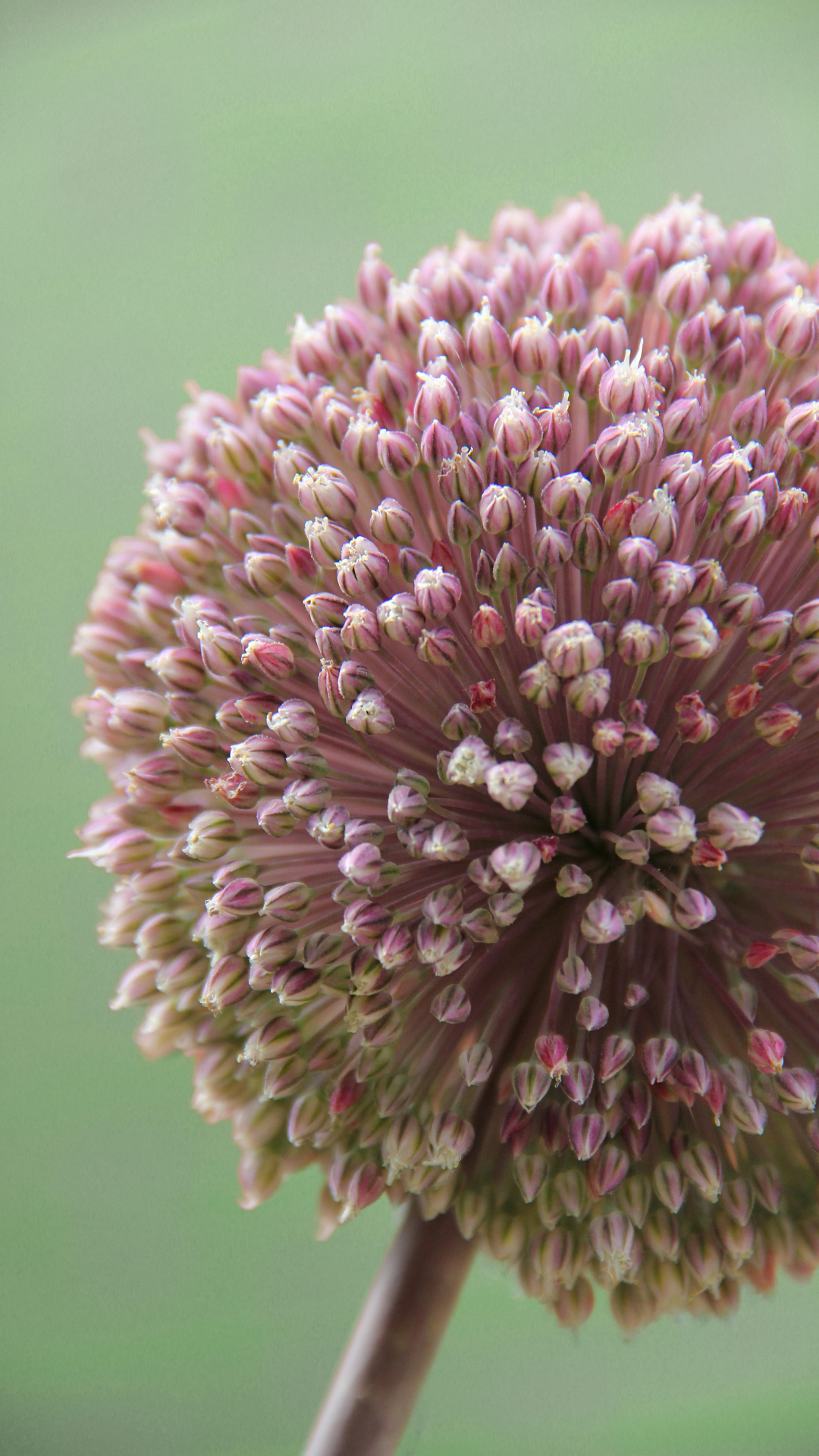 Fondo de pantalla Cartel creativo Flor