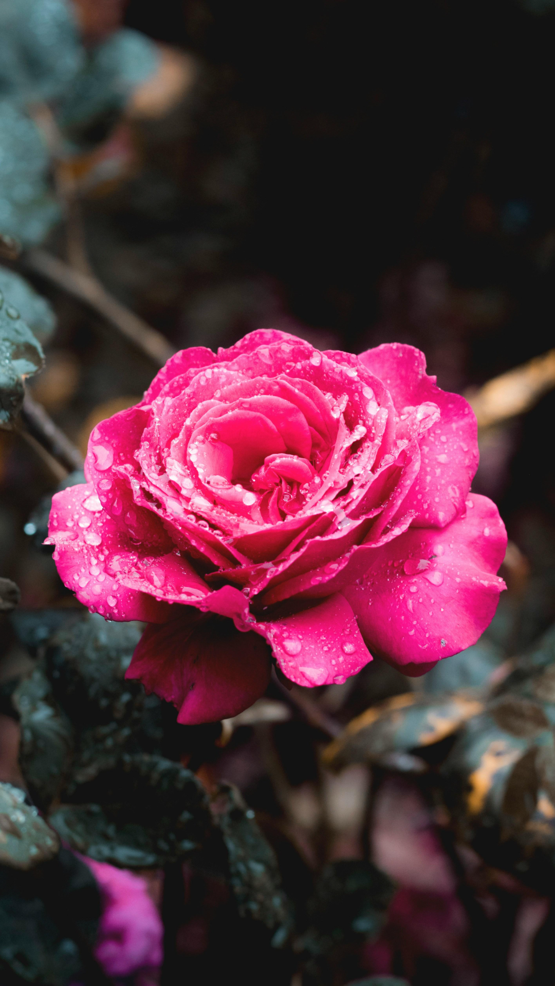 Fondo de pantalla cartel creativo rosas rojas