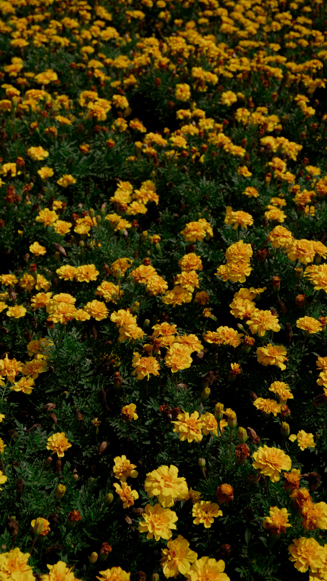 Wallpaper Creative Poster Um Poster Floral Amarelo Radiante