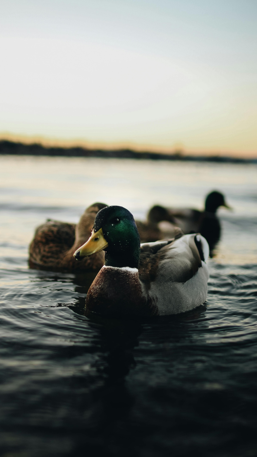 Fondo de pantalla Póster creativo Duck Grey