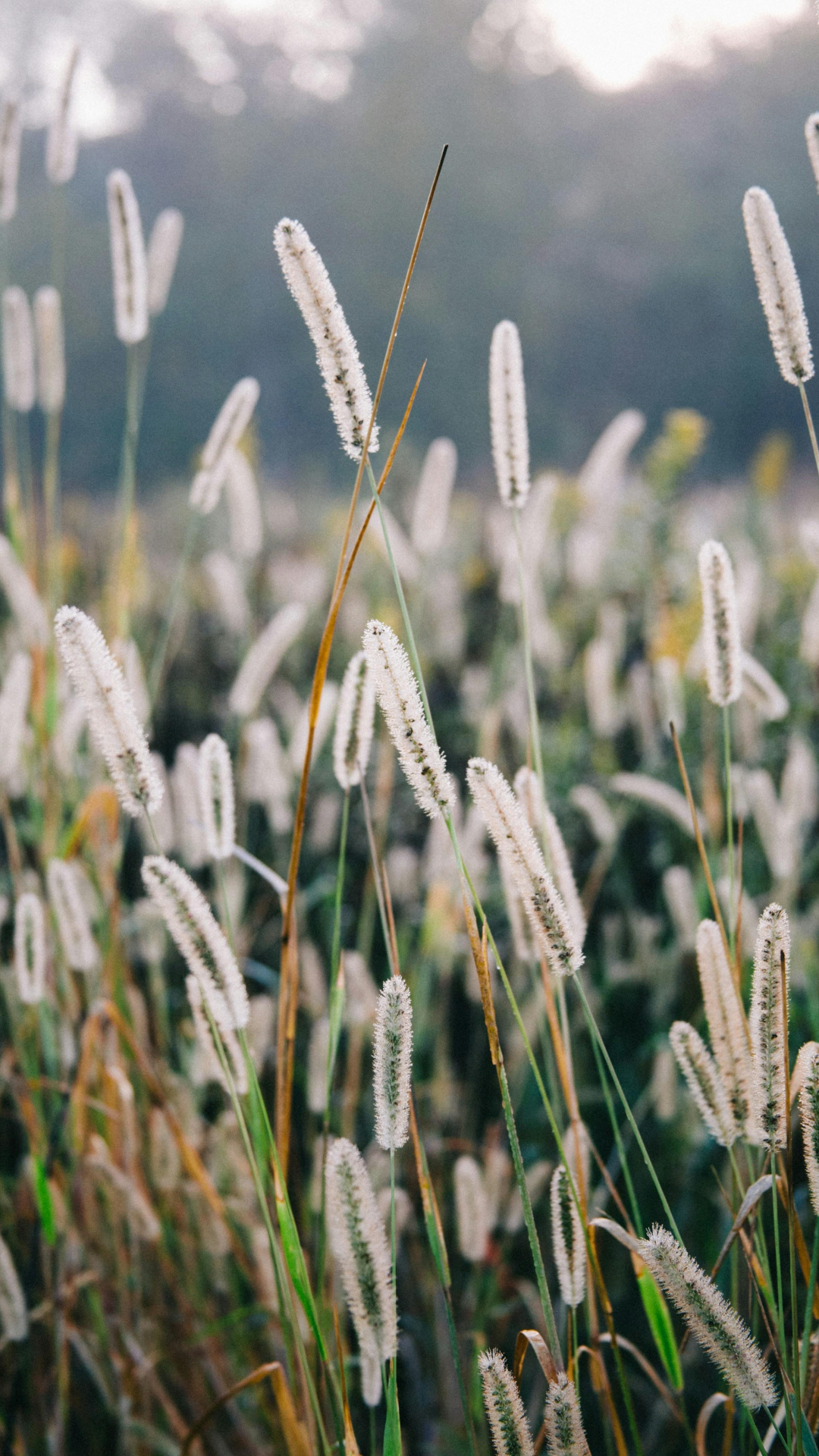 Tapete Kreative Poster Pflanze