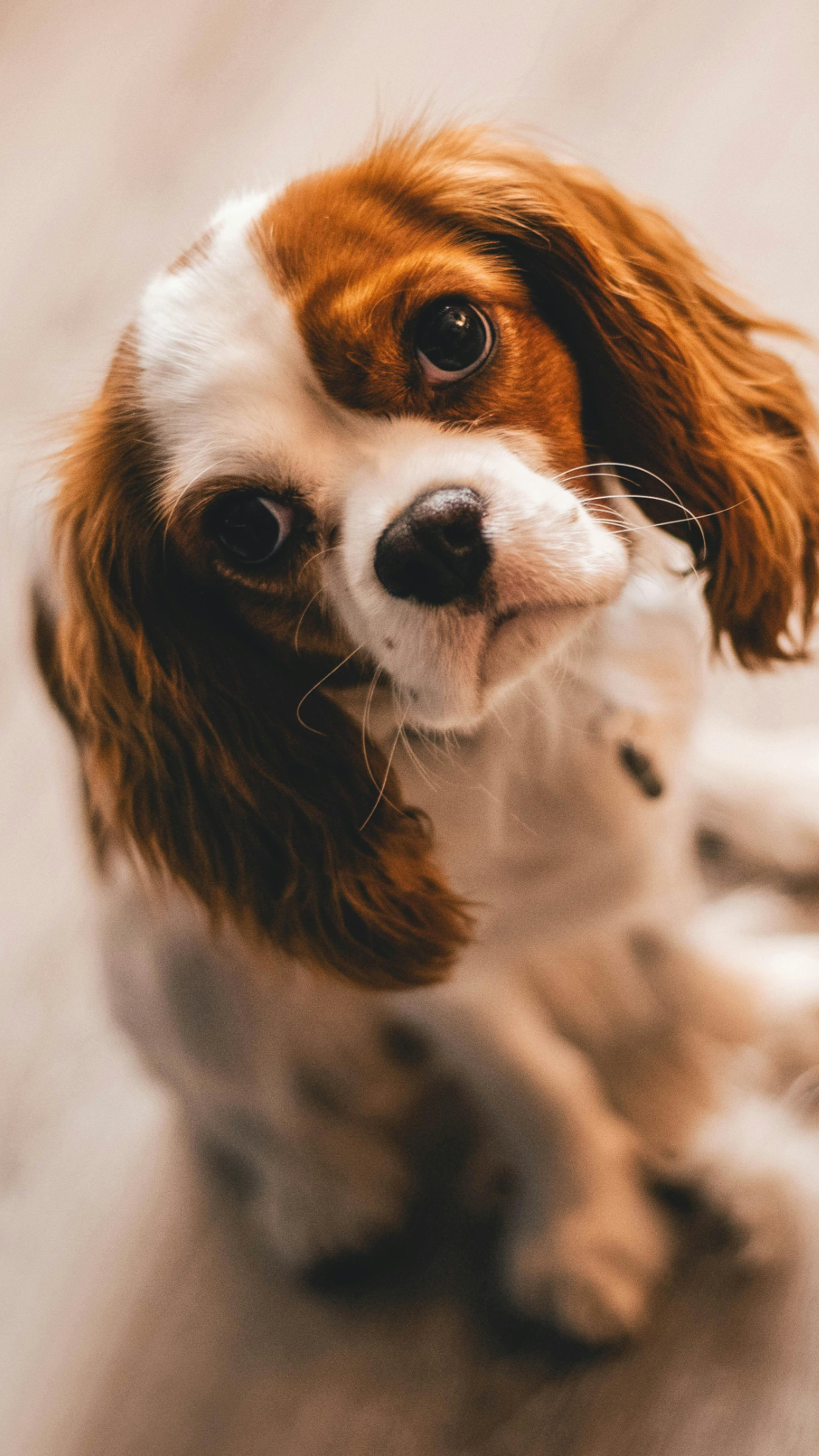 Papel de parede - Creative Poster Dog Wallpaper