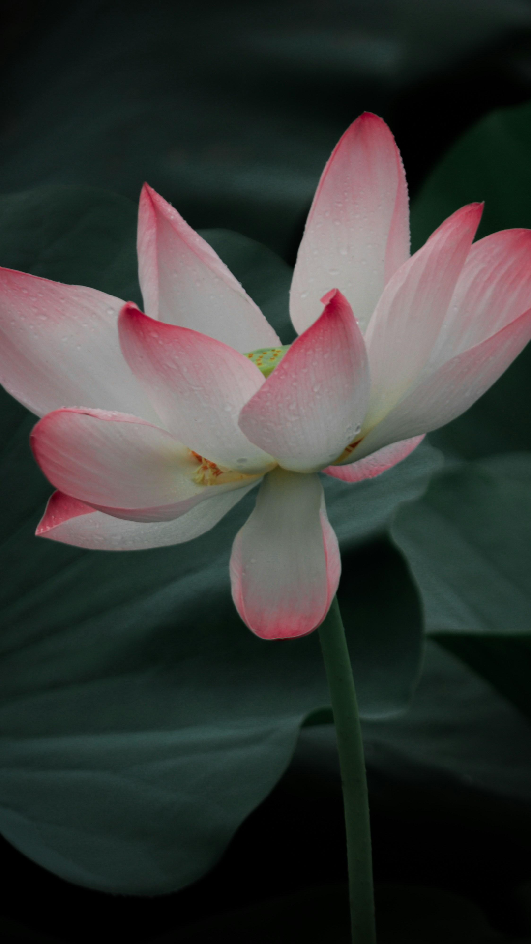 Wallpaper Creative Poster Pink Lotus Flower