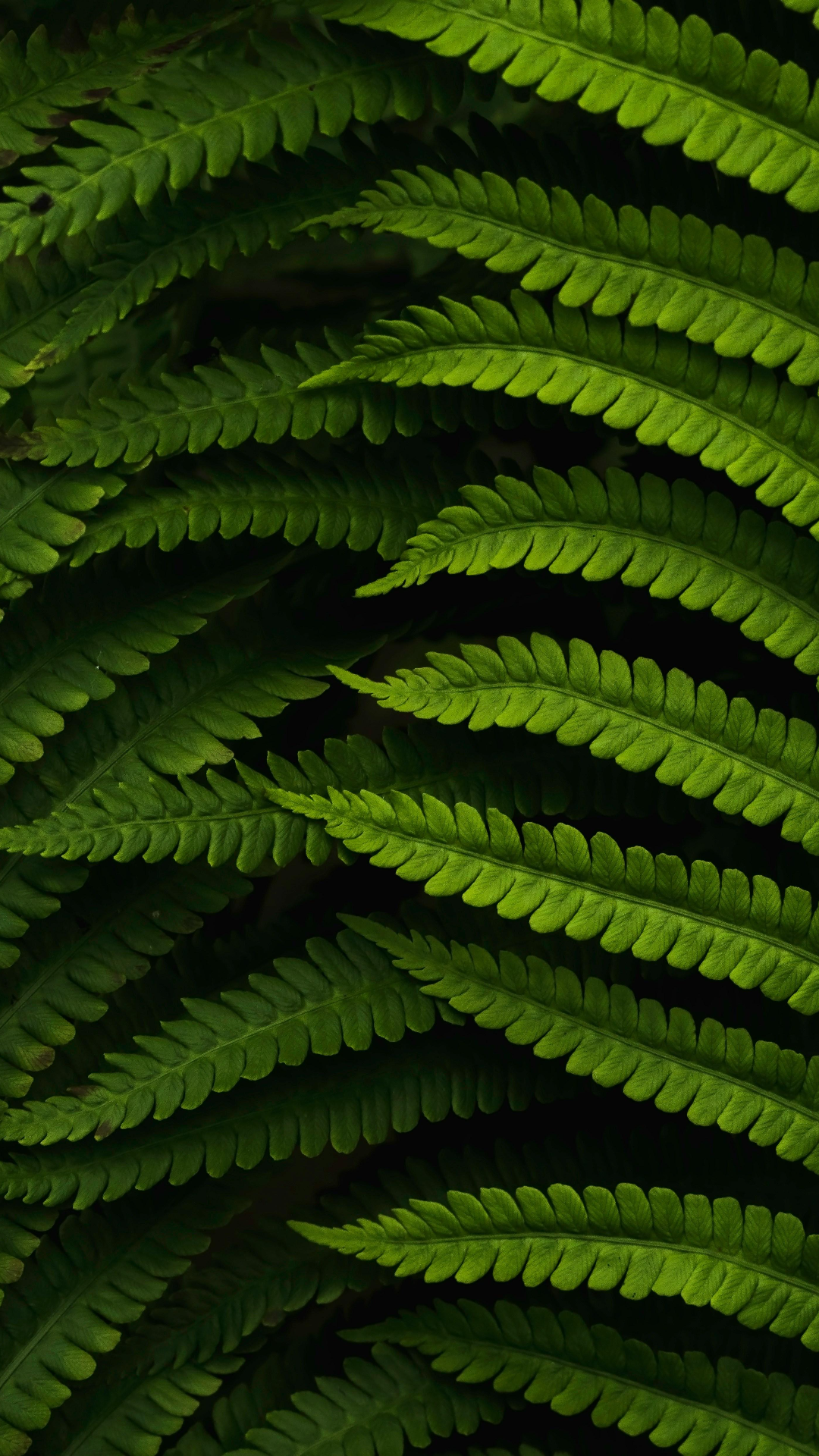 Wallpaper creative poster plants