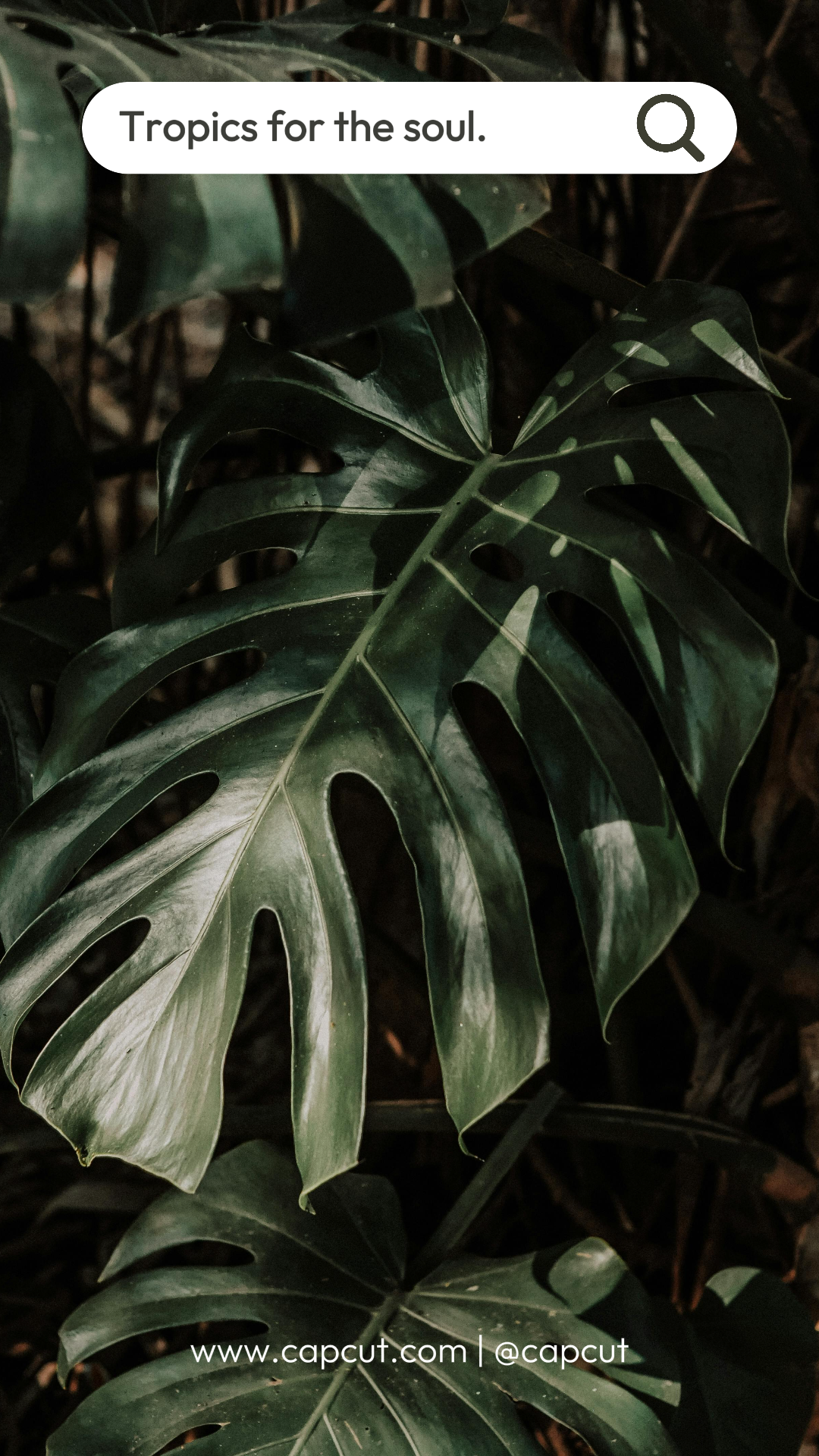 Wallpaper Poster Kreatif Kisah Instagram Alam Modern