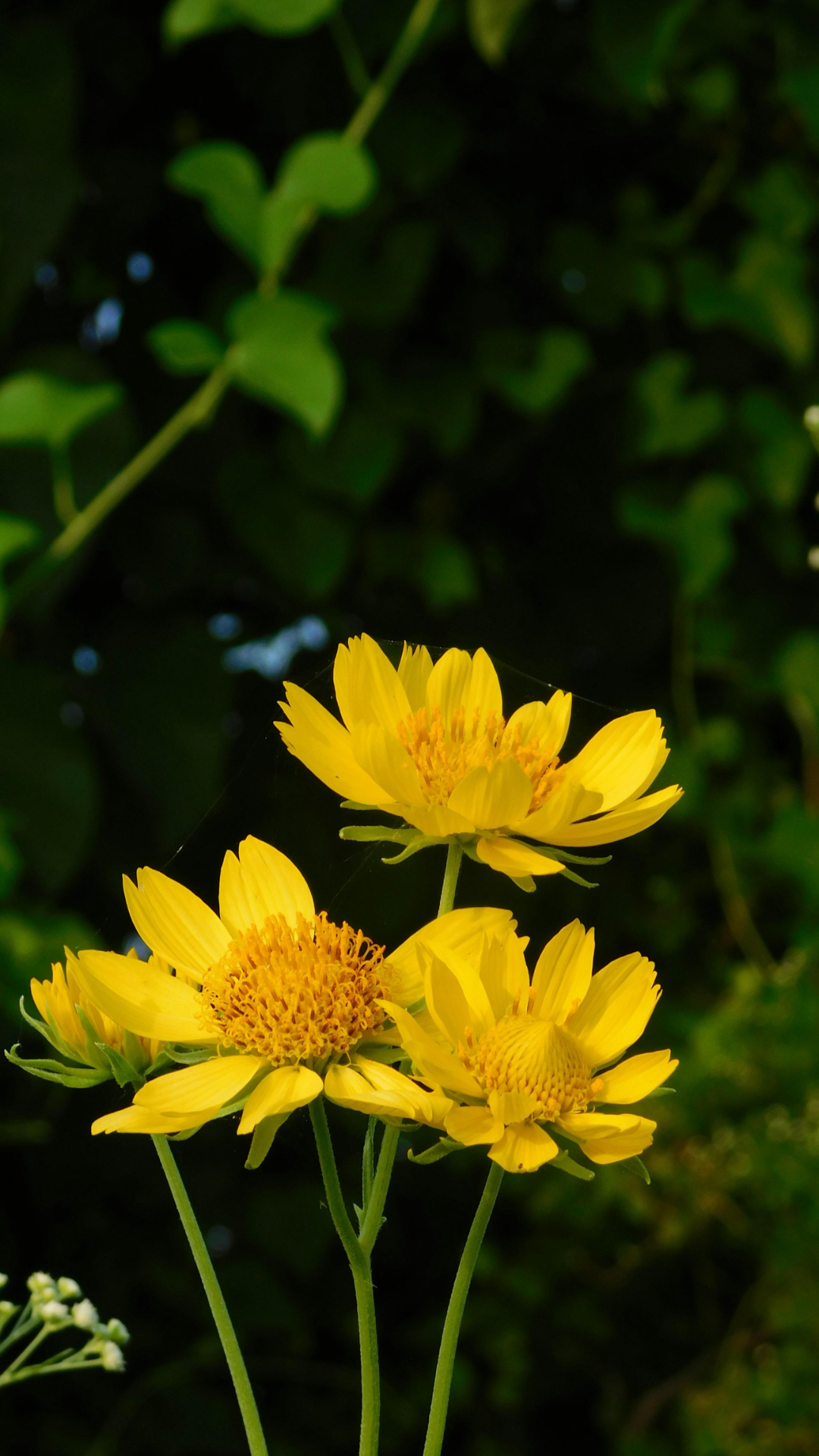 Wallpaper creative poster Instagram story flower