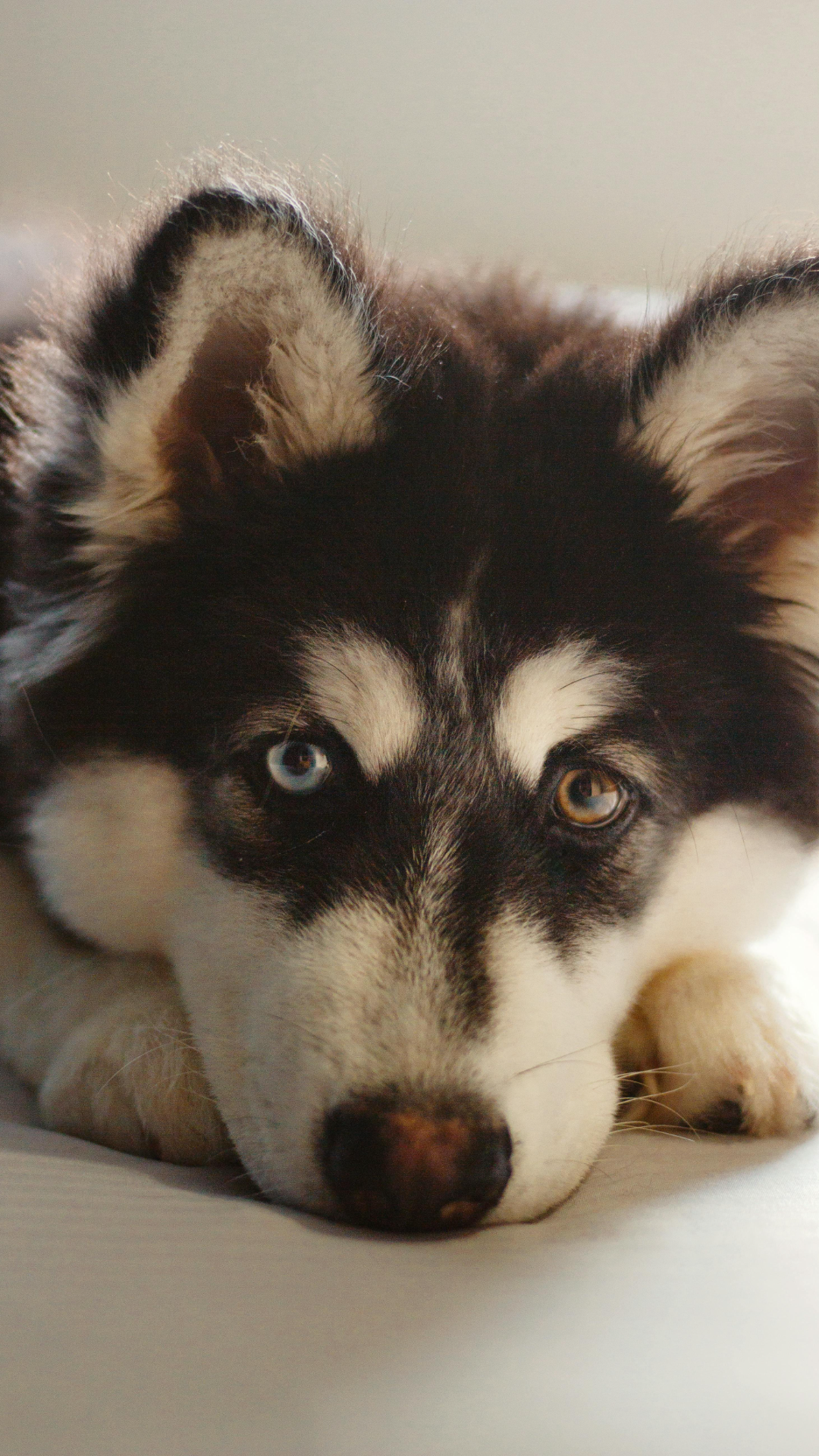 Papel de parede criativo pôster cão