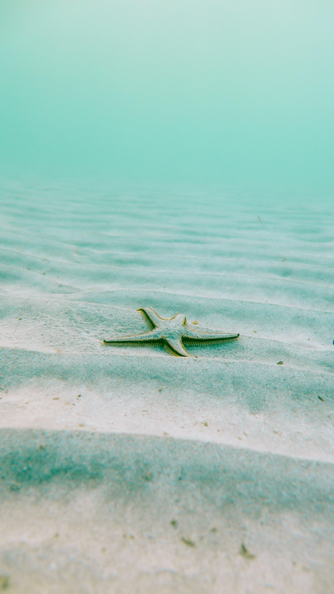 Wallpaper creative poster sea star fish