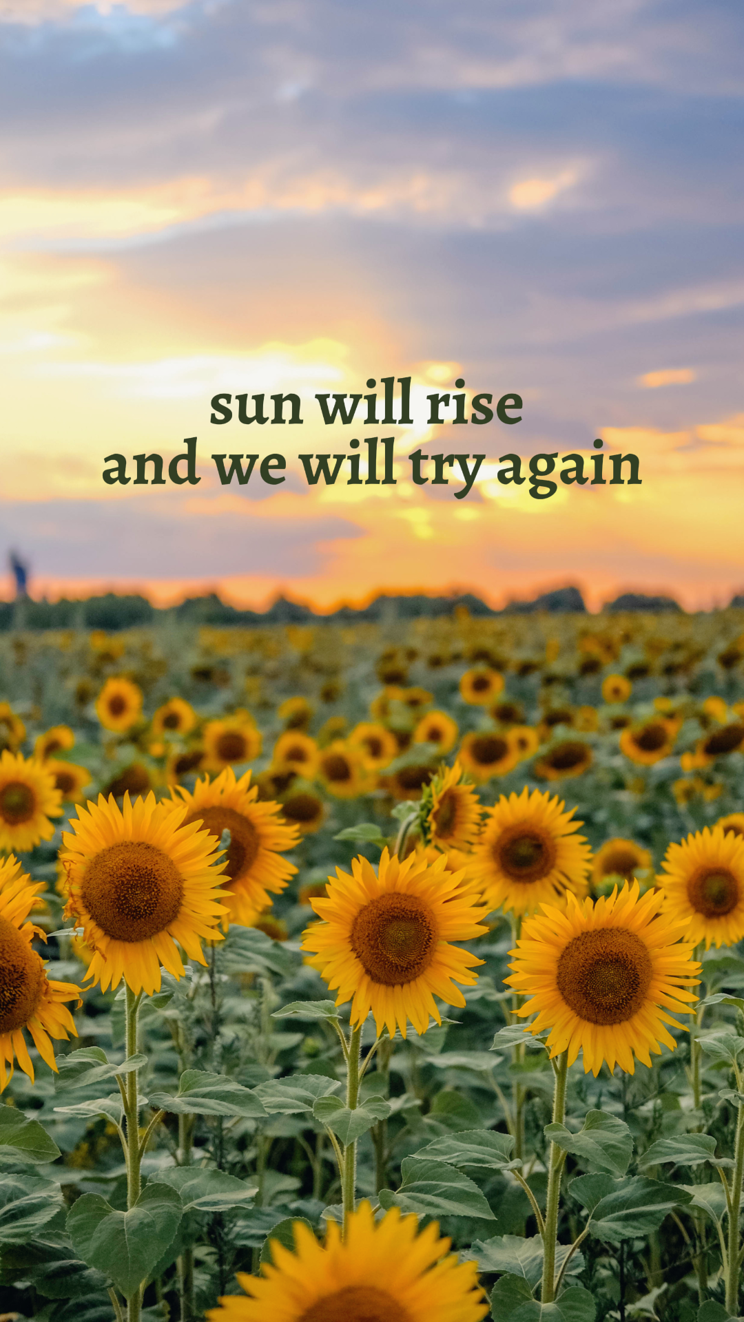 Wallpaper Creative Poster Sunflower