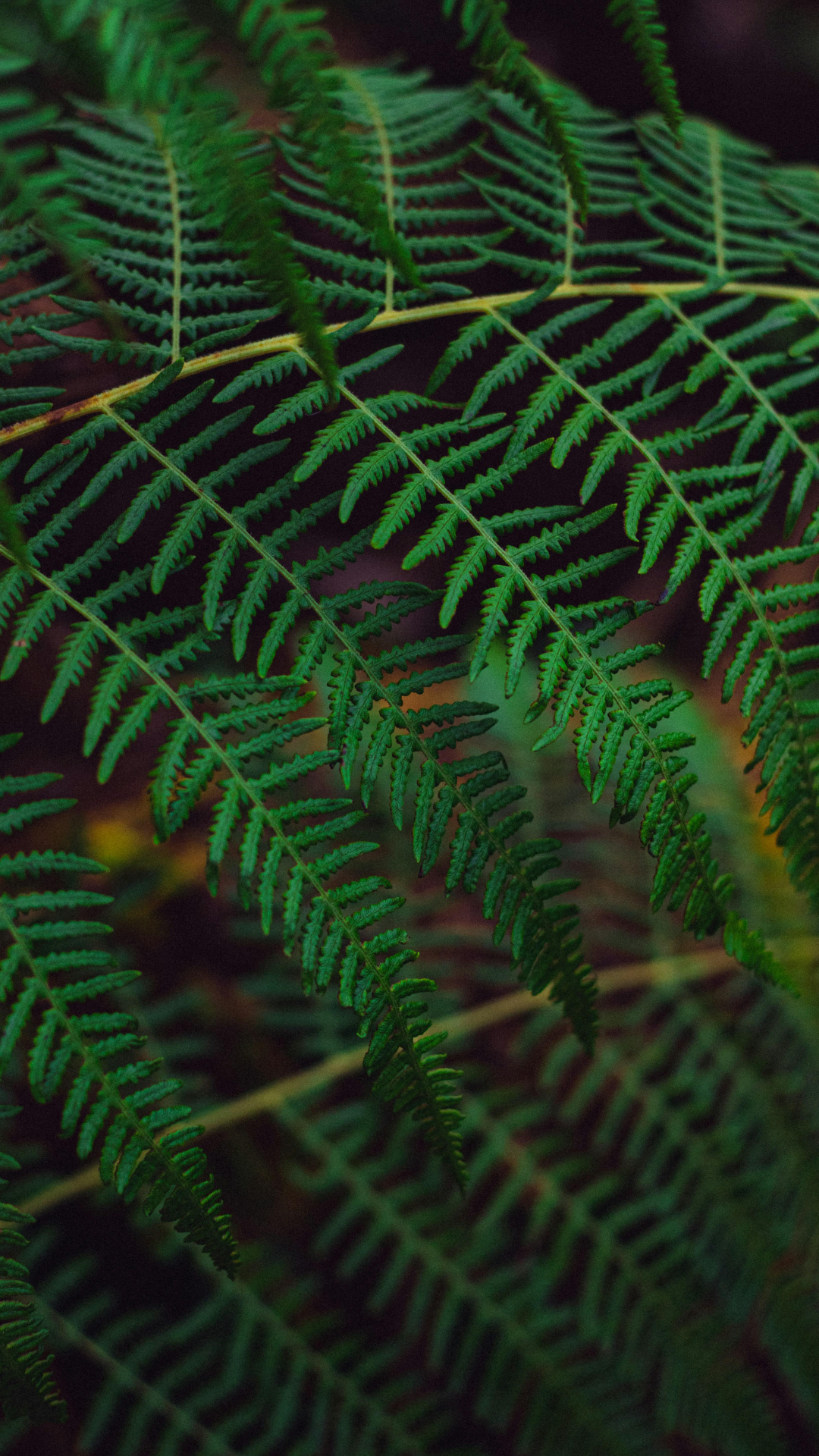 Wallpaper Kreatives Poster Eine Nahaufnahme der grünen Pracht der Natur