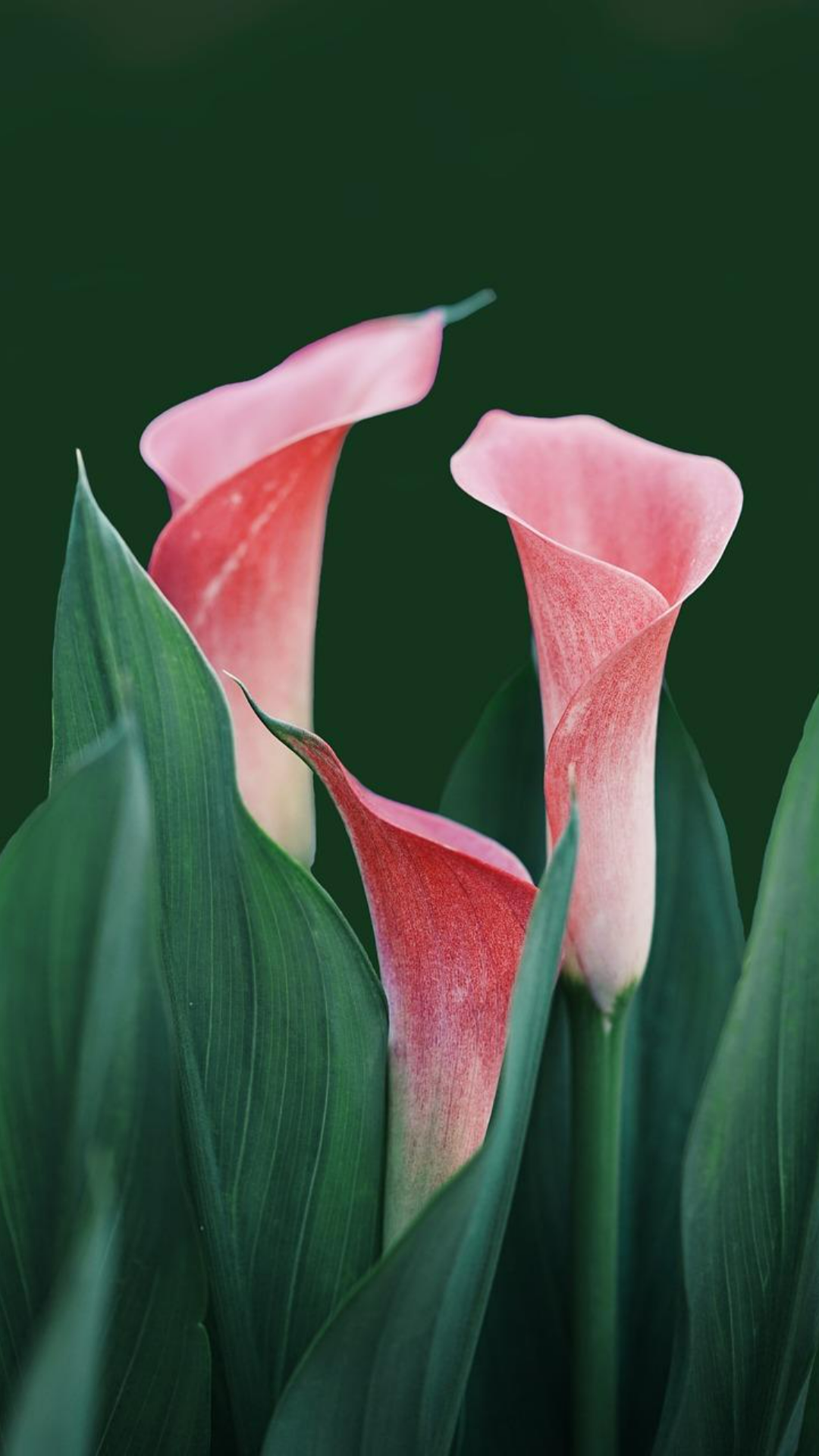 Papel de Parede Criativo Poster Lily Flores Bonito Rosa