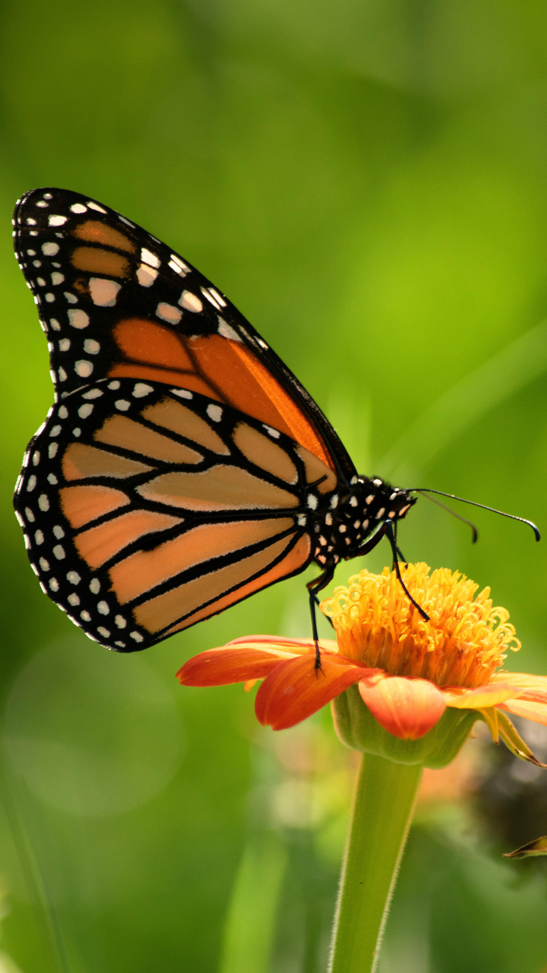 Fondo de pantalla cartel creativo mariposa