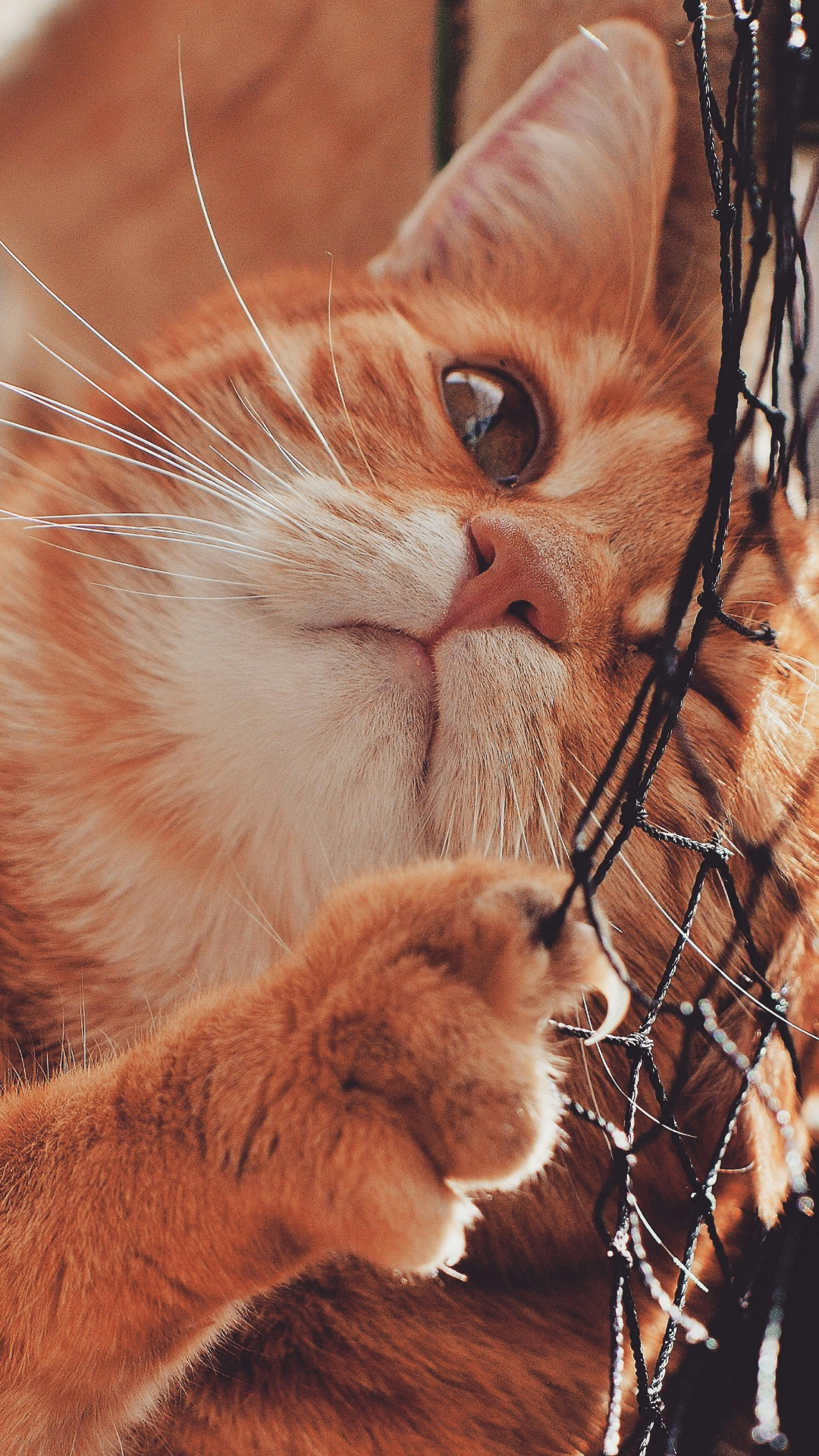 Fondo de pantalla cartel creativo gato