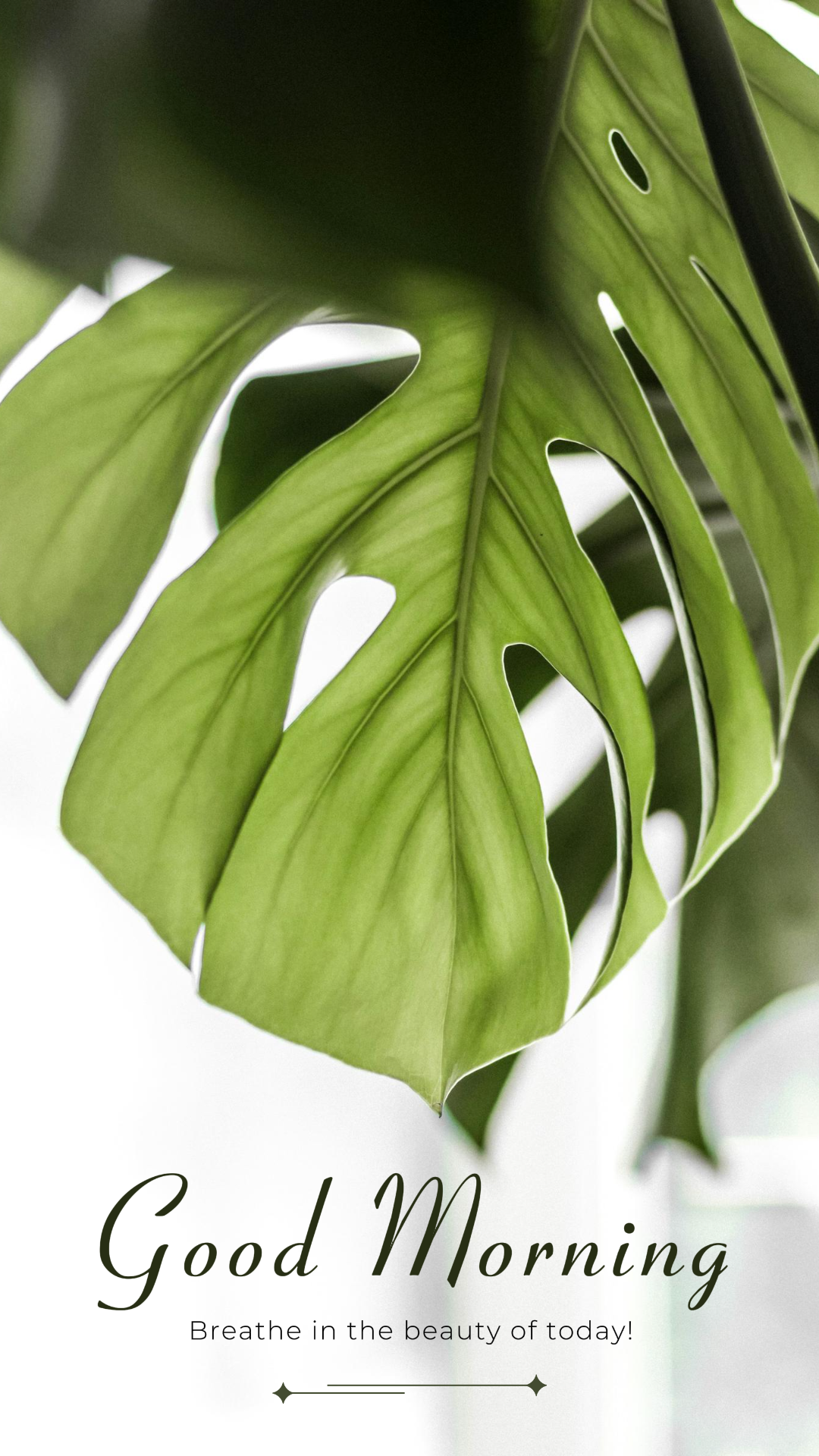 Fondo De Pantalla Póster Creativo Planta Buenos Días Historia De Instagram