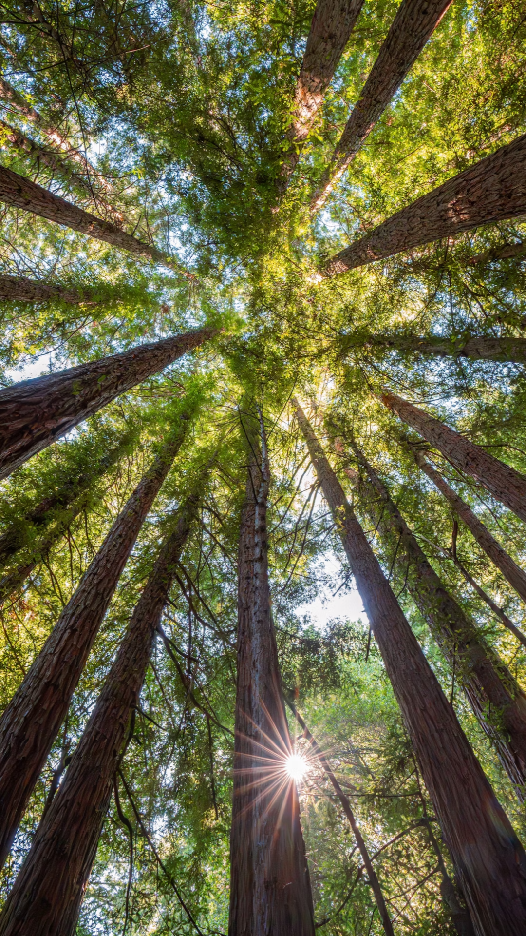 Wallpaper creative poster trees